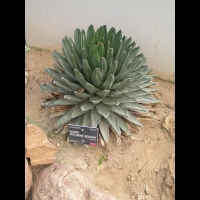 Agave victoriae-reginae (fam Agavacees) (Mexique) (1)